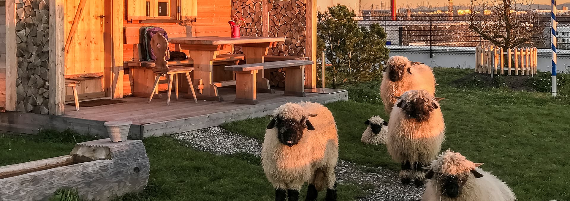 Schafe im Grünen
